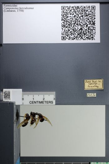 Media type: image;   Entomology 531752